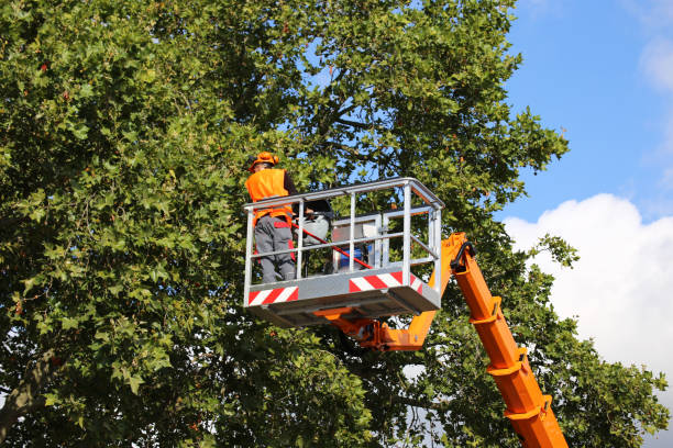 Best Root Management and Removal  in Archbald, PA