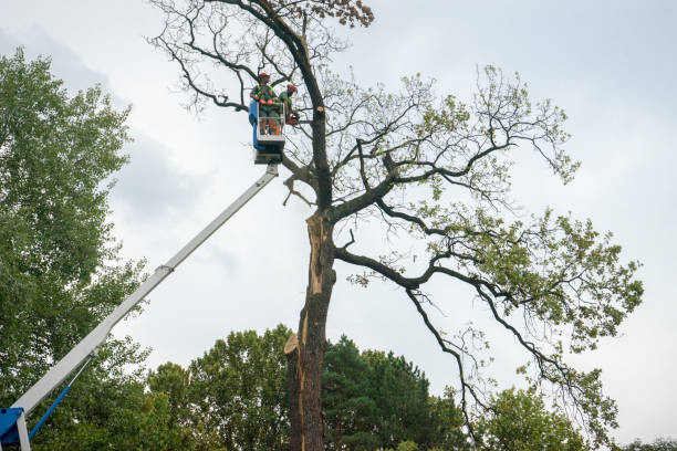 Best Hedge Trimming  in Archbald, PA