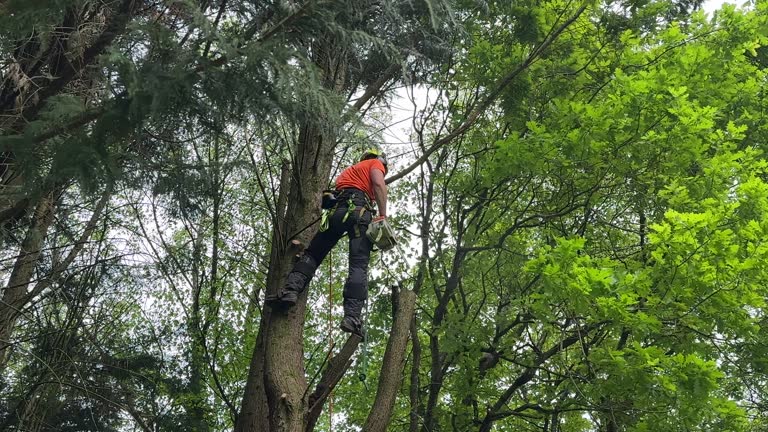 How Our Tree Care Process Works  in  Archbald, PA