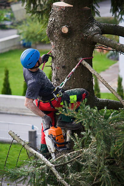 Best Lawn Grading and Leveling  in Archbald, PA