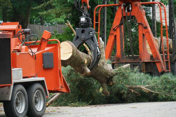 Best Fruit Tree Pruning  in Archbald, PA