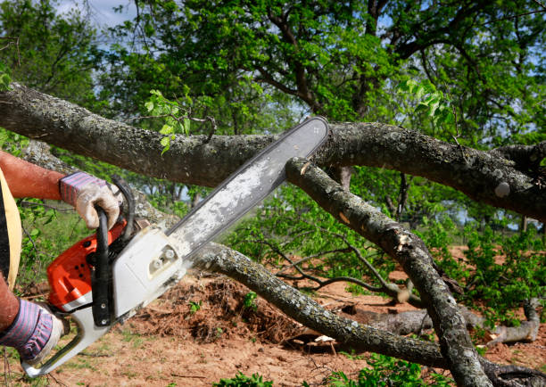 Archbald, PA  Tree Services Company